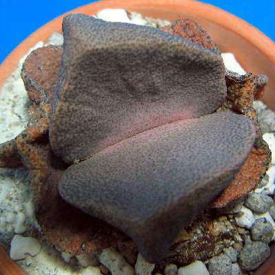 10 Pleiospilos simulans Seeds - Split Rock - Rare Indigenous South African Succulent Mesemb