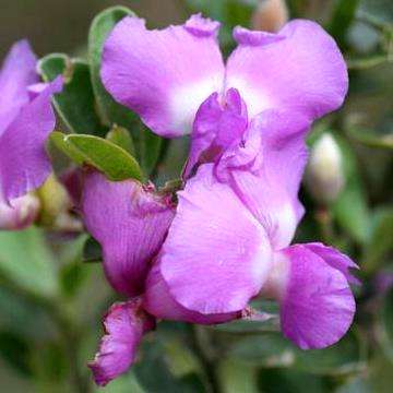 Sweetpea Bush seeds - Podalyria calyptrata Tree Seeds - Indigenous South African Tree