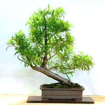 5 Outeniqua Yellow Wood (Podocarpus falcatus) Bonsai Tree Seeds - Indigenous + FREE SEEDS