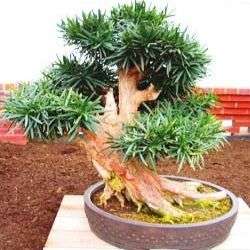 10 Outeniqua Yellow Wood (Podocarpus falcatus) Bonsai Tree Seeds - Indigenous + FREE SEEDS
