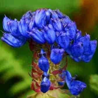 5 Pycnostachys urticifolia Seeds - Indigenous South African Perennial Seeds From Africa
