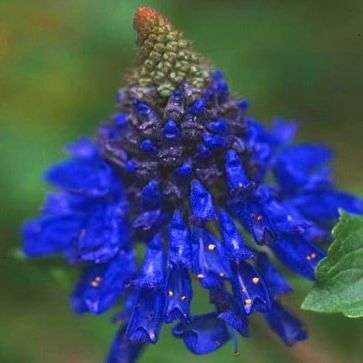 10 Pycnostachys urticifolia Seeds - Indigenous South African Perennial Seeds From Africa