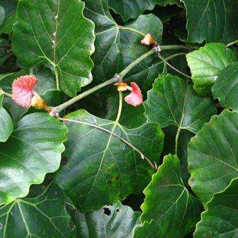 10 Rhoicissus digitata Seeds - Baboon Grape, Bobbejaan Druif - Indigenous Climbing Shrub