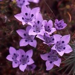 10 Roella arenaria Seeds - Indigenous South African Native Perennial Seeds From Africa