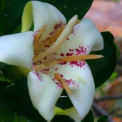 10 Rothmannia capensis Tree Seeds ~ Wild Gardenia, Common Rothmannia, Wildekatjiepiering- Indigenous