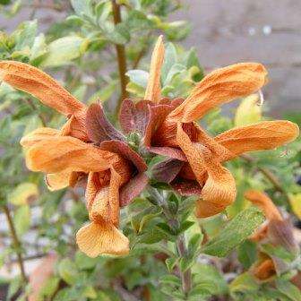 Salvia africana-lutea Seeds - Golden Salvia - Indigenous South African Native Perennial Shrub
