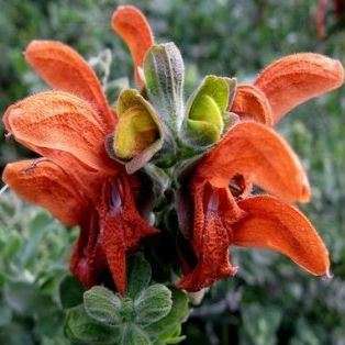 Salvia africana-lutea Seeds - Golden Salvia - Indigenous South African Native Perennial Shrub