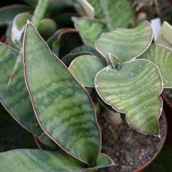 Sansevieria hyacinthoides Seeds - Wildedatel or Wildewortel - South African Indigenous Succulents