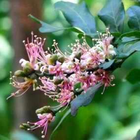 10 Schotia latifolia Tree Seeds ~ Bush Boer-bean or Forest boer-bean - Indigenous