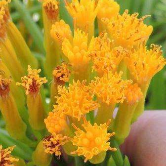 Senecio barbertonicus Seeds - Indigenous South African Succulent - Insured Combined Global Shipping