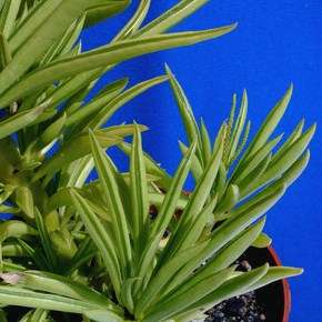 10 Senecio barbertonicus Seeds- Indigenous South African Succulent -Insured Combined Global Shipping