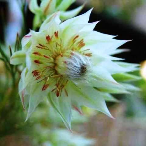 5 Serruria florida Seeds - Blushing Bride - Rare Once thought to be Extinct! - Protea Family