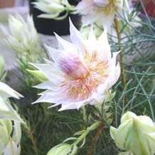 10 Serruria florida Seeds - Blushing Bride - Rare Once thought to be Extinct! - Protea Family