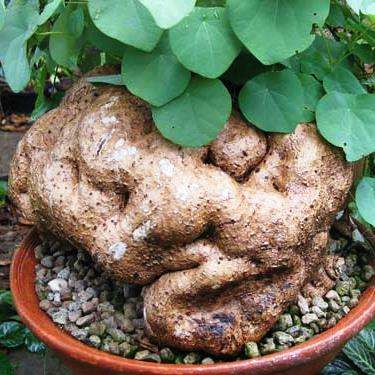 Stephania abyssinica Seeds - Rare Indigenous Caudiciform Vine, Creeper, Climber