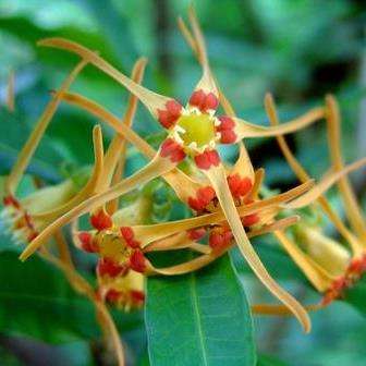 Strophanthus speciosus Tree Seeds - Indigenous South African Arrow Poison Tree Seeds