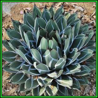 Agave ferdinandi-regis - 20 Seed Pack - Exotic Succulent - Worldwide Shipping, NEW