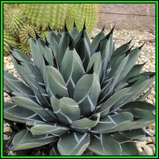 Agave ferdinandi-regis - 10 Seed Pack - Exotic Succulent - Worldwide Shipping, NEW