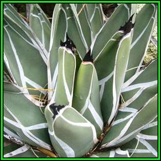 Agave ferdinandi-regis - 50 Seed Pack - Exotic Succulent - Worldwide Shipping, NEW