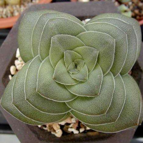 Crassula pseudohemisphaerica Seeds - Indigenous Succulents - Worldwide Combined Shipping
