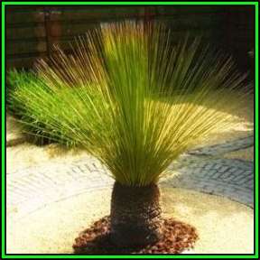 Dasylirion longissimum - Mexican Grass Tree - 10 Seed Pack - Exotic Succulent from Mexico - New
