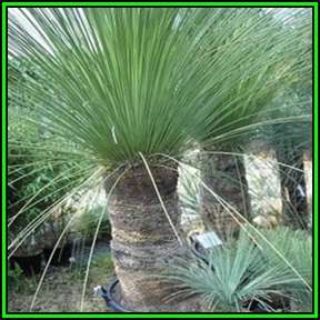 Dasylirion longissimum - Mexican Grass Tree - 50 Bulk Seed Pack - Exotic Succulent from Mexico - New