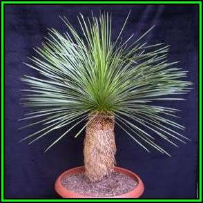 Dasylirion longissimum - Mexican Grass Tree Seeds - Exotic Succulent from Mexico - New