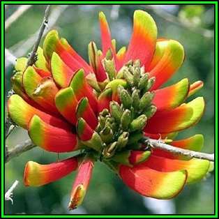 Erythrina acanthocarpa Seeds - RARE - Tambookie Thorn Shrub - Indigenous - New
