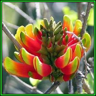 Erythrina acanthocarpa Seeds - Rare Tambookie Thorn Shrub - Indigenous - New