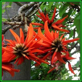 Erythrina lysistemon Seeds - Coral Tree, Lucky Bean Tree - Indigenous - New