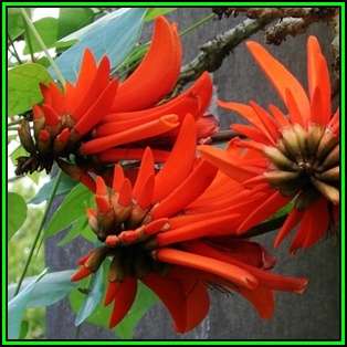 Erythrina lysistemon - Coral Tree, Lucky Bean Tree - 10 Seed Pack - Indigenous - New