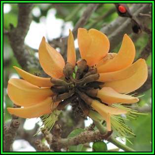 Erythrina caffra Cream Flowering Coast Coral Tree 10 Seed Pack - Kuskoraalboom - Indigenous NEW