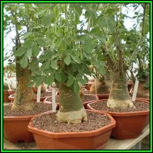 Adenia fruticosa Seeds - Indigenous Succulent - Worldwide Shipping, NEW