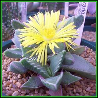 Tiger's Jaw Succulent - Faucaria britteniae Seeds - Indigenous Succulent Mesemb - NEW