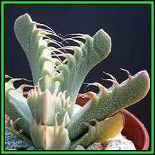 Tiger's Jaw Succulent - Faucaria britteniae - 5 Seed Pack - Indigenous Succulent Mesemb - NEW