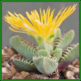Tiger's Jaw Succulent - Faucaria britteniae - 10 Seed Pack - Indigenous Succulent Mesemb - NEW