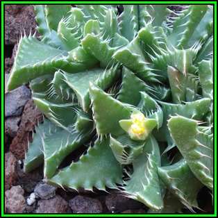 Faucaria felina - Tiger Jaws - 10 Seed Pack - Indigeous Endemic Mesemb Succulent - New