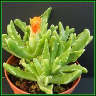 Faucaria paucidens - Tiger Jaws Seeds - Indigeous Endemic Mesemb Succulent - New