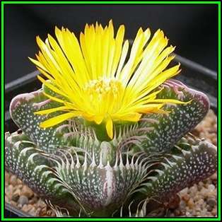 Faucaria tigrina - Tiger Jaws - 10 Seed Pack - Indigeous South African Endemic Mesemb Succulent New