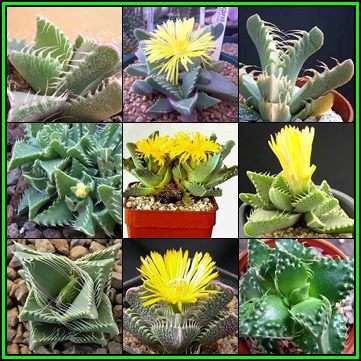 Tiger's Jaw - Faucaria Mixed Species Seeds - Indigenous Mesemb Succulent