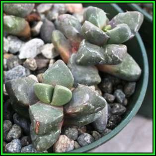 Faucaria subintegra - Tiger Jaws - 100 Bulk Seed Pack - Indigeous Endemic Mesemb Succulent - New