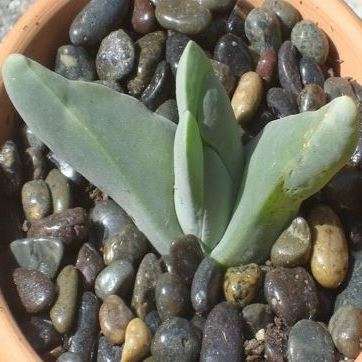 10 Gibbaeum haagei Seeds -  Indigenous South African Native Succulent Mesemb - Sementes
