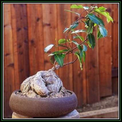 Petopentia natalensis - 5 Seed Pack - Indigenous Asclepiad Caudiciform Succulent Vine - NEW