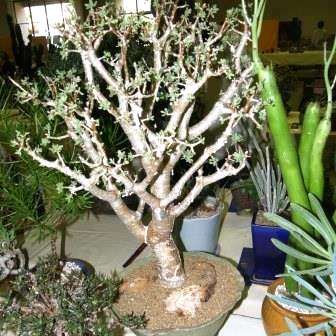 10 Othonna arbuscula Seeds - Buy Native South African Succulent Seeds - Indigenous Bonsai