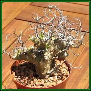 Tylecodon reticulatus - 10 Seed Pack - South African Indigenous Natural Bonsai - NEW