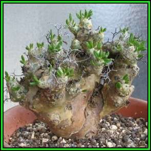 Tylecodon reticulatus - 20 Seed Pack - South African Indigenous Natural Bonsai - NEW