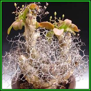 Tylecodon reticulatus - 50 Seed Pack - South African Indigenous Natural Bonsai - NEW