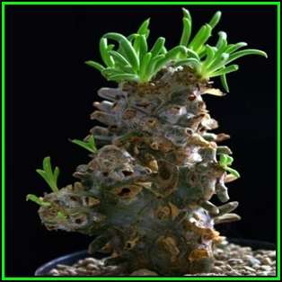 Tylecodon wallichii - 20 Seed Pack - Indigenous South African Endemic Natural Bonsai - NEW