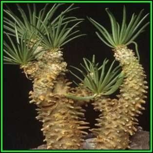 Tylecodon wallichii Seeds - Indigenous South African Endemic Caudiciform Succulent - NEW