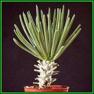 Tylecodon wallichii - 20 Seed Pack - Indigenous South African Endemic Caudiciform Succulent - NEW