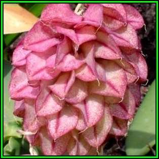 10 Veltheimia capensis Seeds - Indigenous Endemic Perennial Bulb - Combined Global Shipping - New